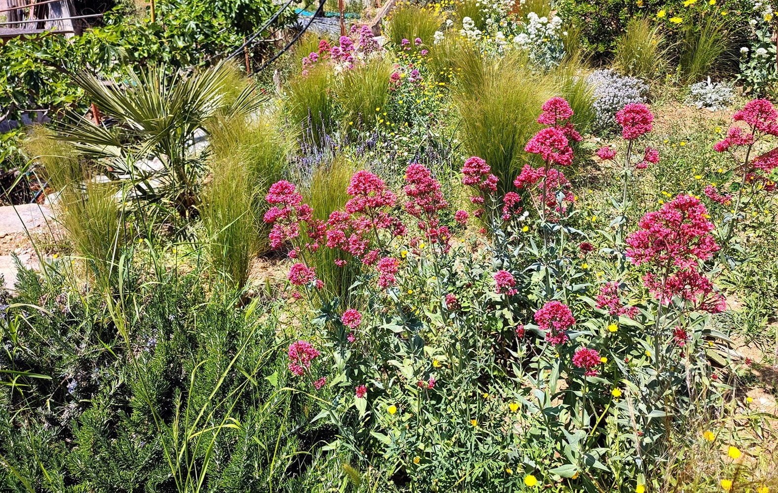 floresta barcelona wildflower detail garden project